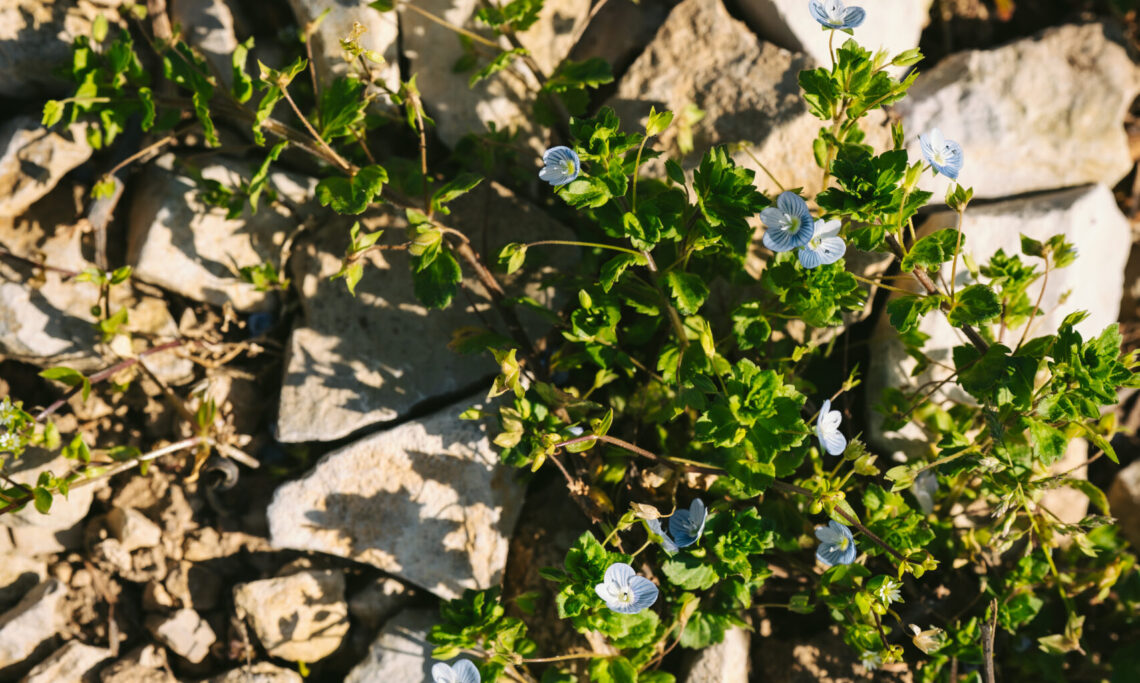 Vignes8